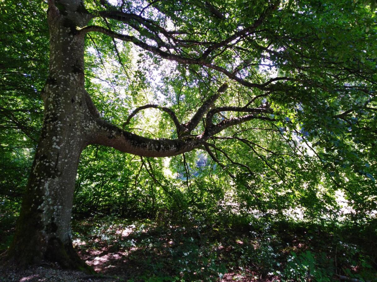 Ferienwohnung Mit Kleinem Garten Sonnenbühl Buitenkant foto